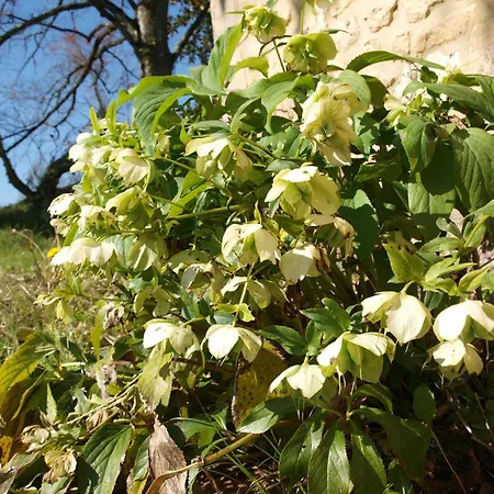 펜션 Domaine De La Cipiere Peyzac-le-Moustier