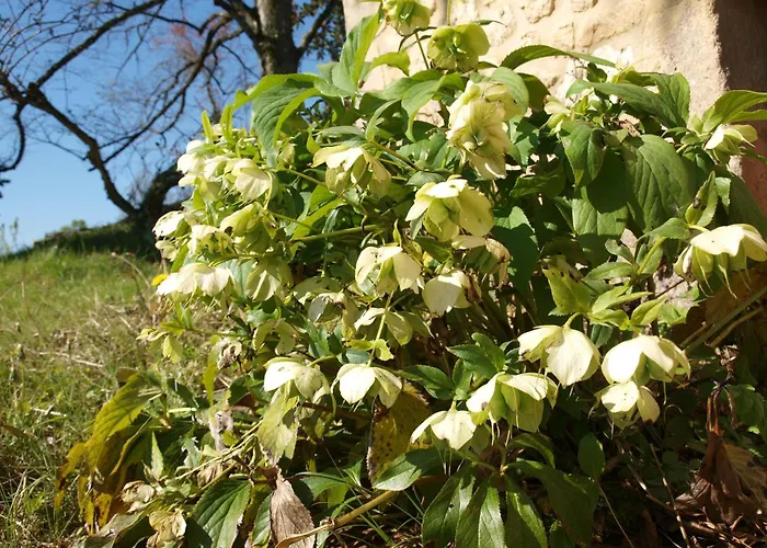 Σπίτι διακοπών Domaine De La Cipiere Peyzac-le-Moustier