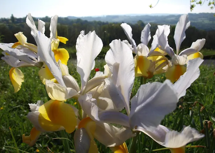 Domaine De La Cipiere Peyzac-le-Moustier